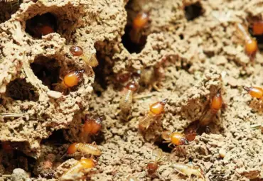 Termites