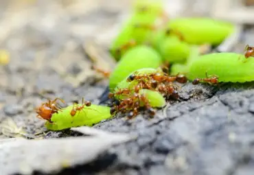 Fire Ants