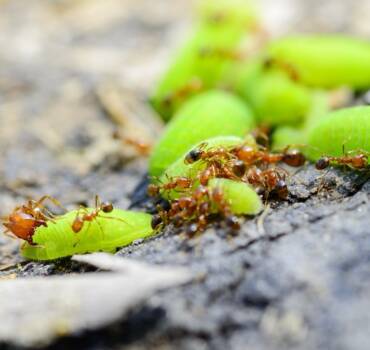 Fire Ants