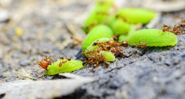 Fire Ants