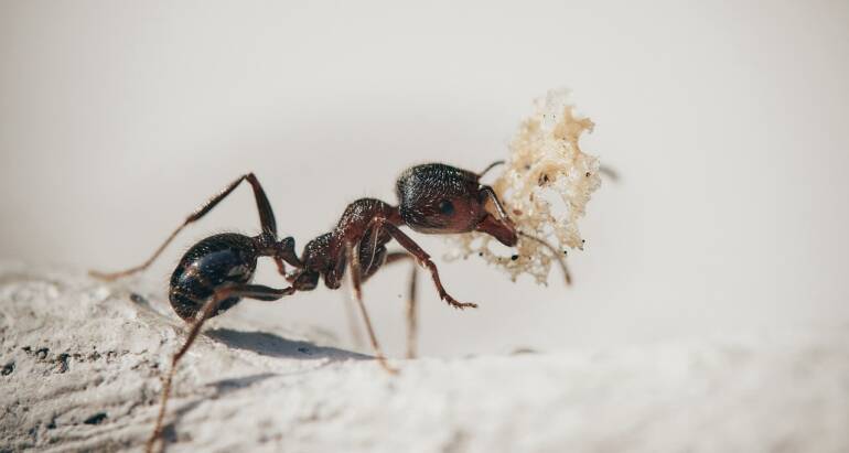 Why Effective Pest Control for Cockroaches, Ants, and Spiders is Crucial in Stretton and Nearby Areas