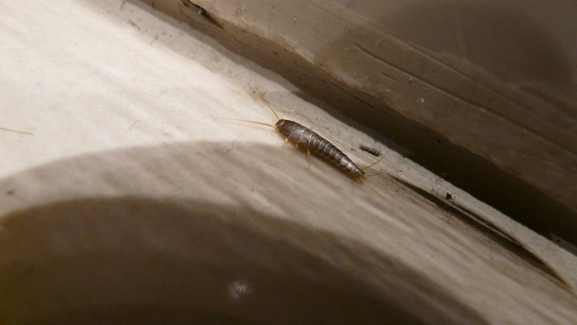 Silverfish