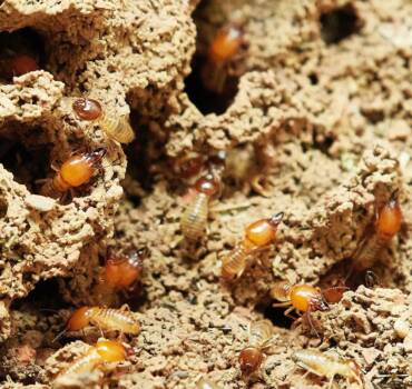 Termites