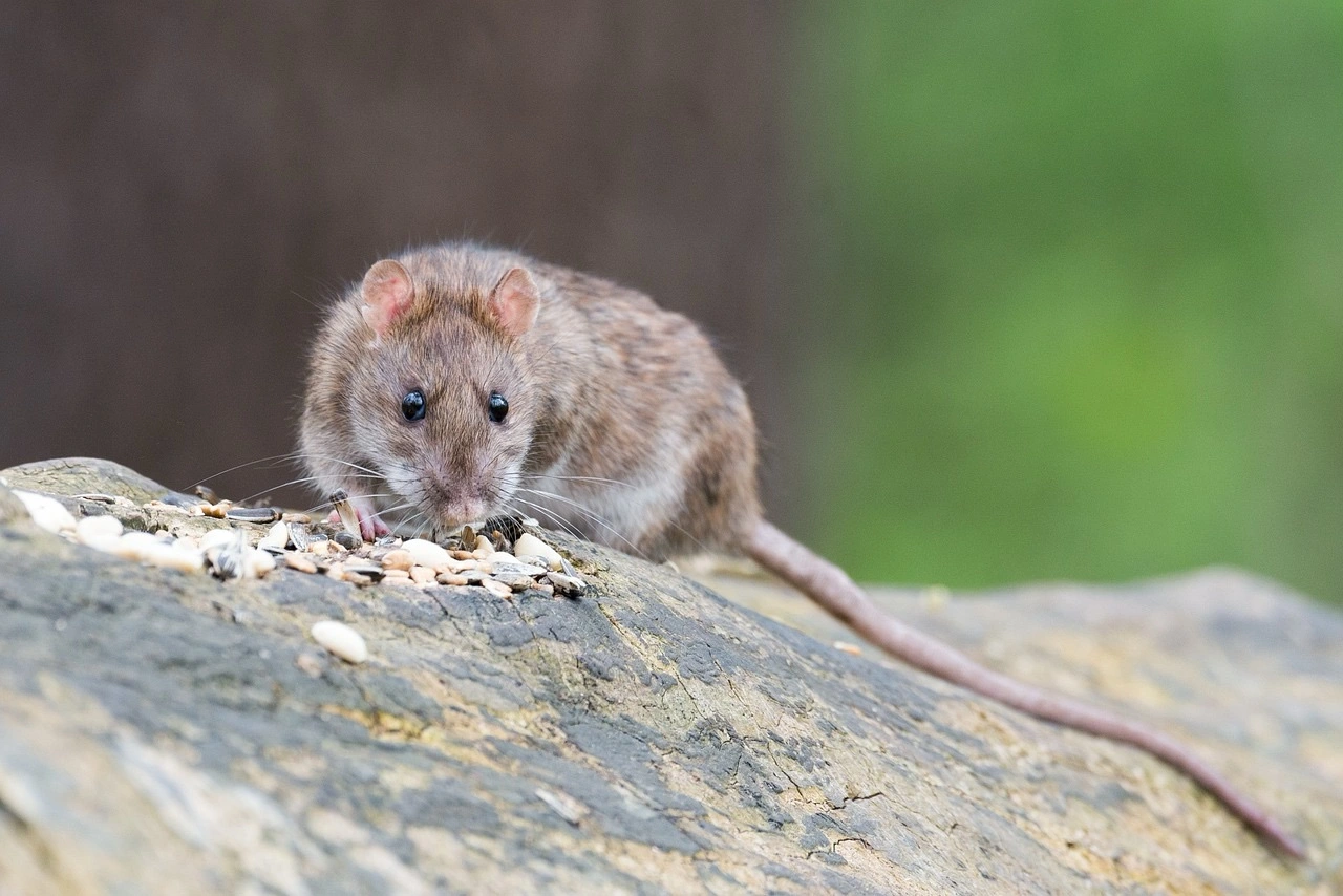 Why Pest Control for Rodents, Silverfish, Fleas, and Wasps is Essential in Regents Park and Surrounding Areas