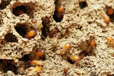 Protect Your Home with Top-Notch Termite and Pest Control Services in Springfield Lakes and Nearby Areas