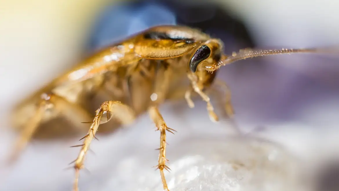 Pest Control for Cockroaches, Ants & Spiders in Regents Park