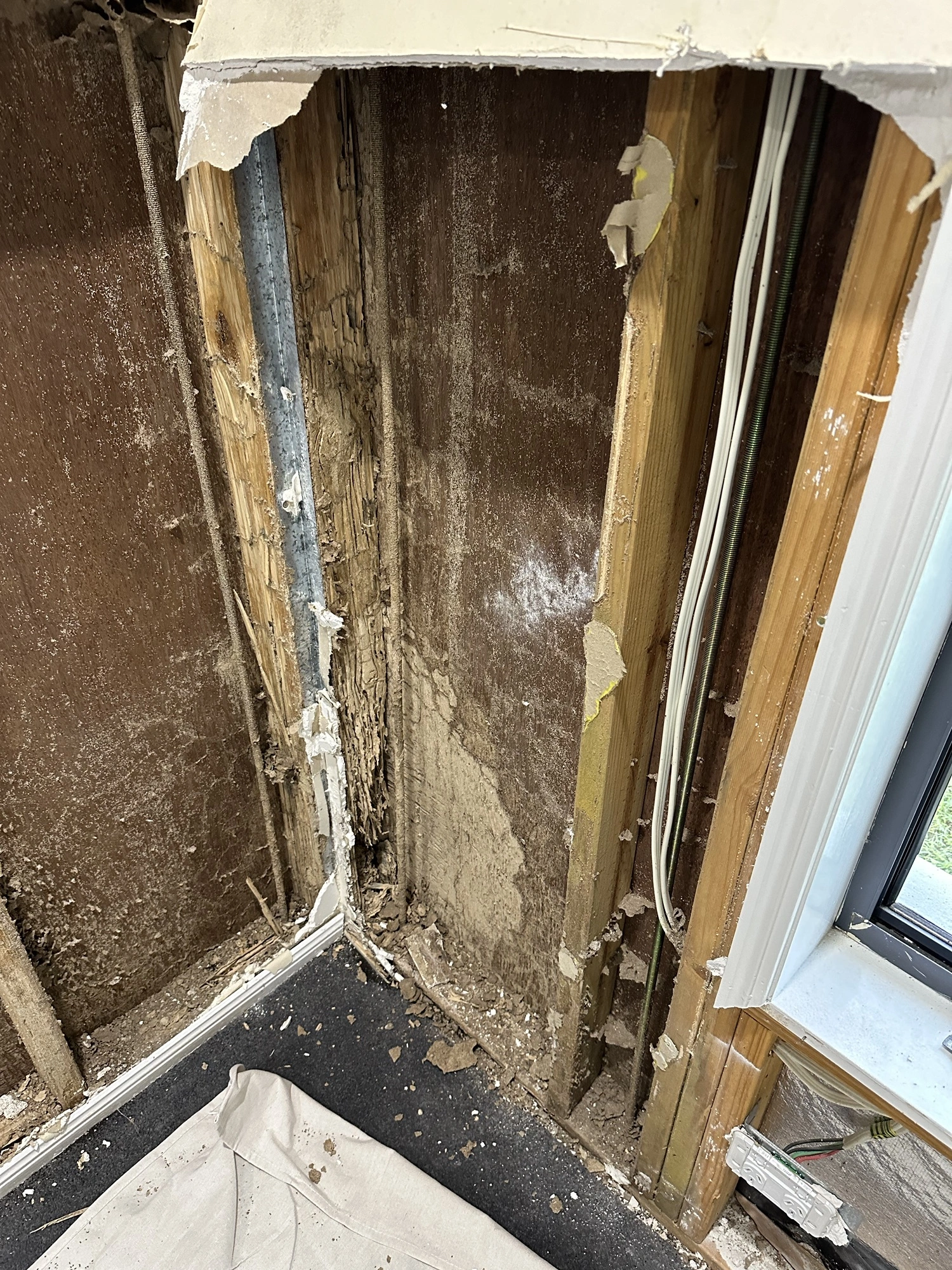 Comprehensive Termite and Pest Control Services in Park Ridge and Surrounding Areas