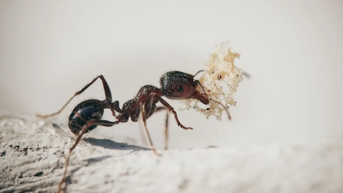 Why Effective Pest Control for Cockroaches, Ants and Spiders