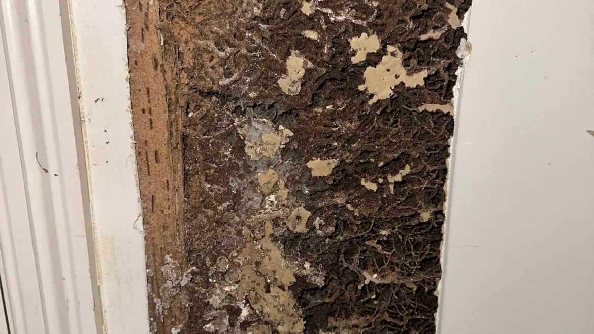 Protect Your Home from Termite: Expert Pest Control Services