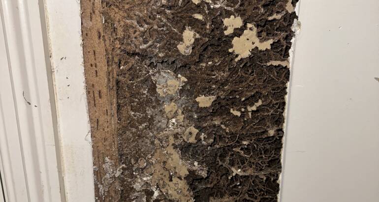 Protect Your Home from Termites: Expert Pest Control Services in Regents Park and Beyond