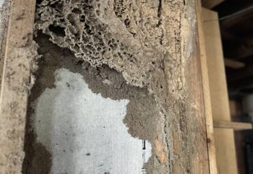 Complete Guide to Termite Inspection Companies in Brisbane