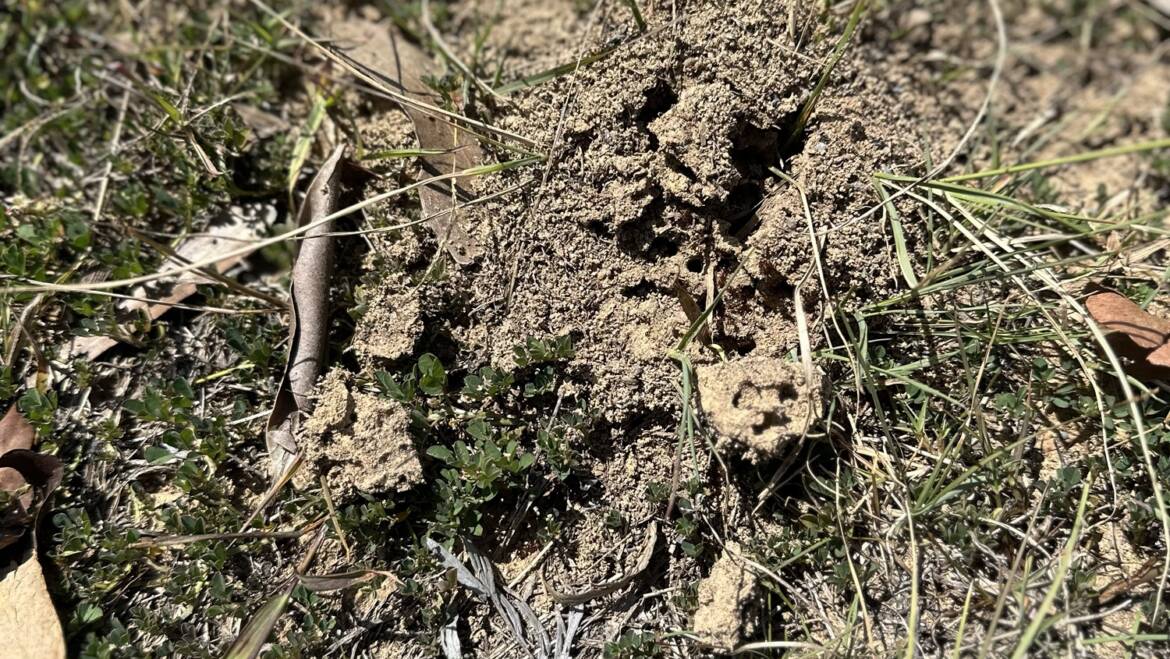 The Ants Brisbane Homes Actually Meet