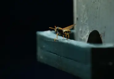 Wasps