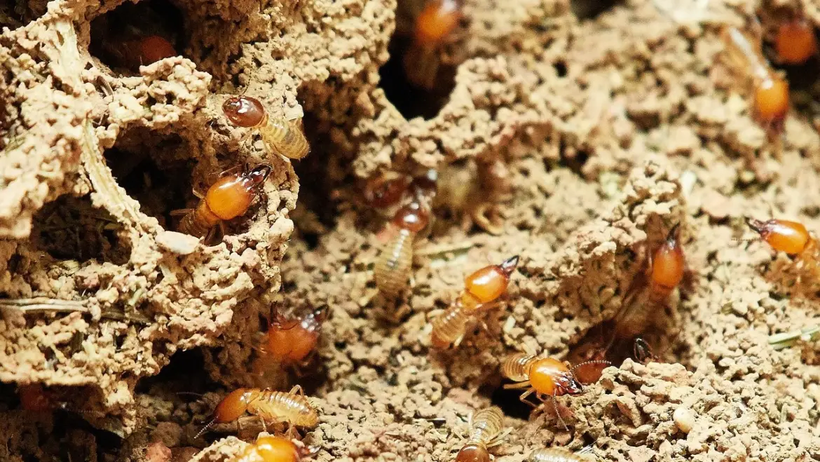 Why Annual Termite Inspections Are Crucial and How Fast Termites Can Damage Your Home