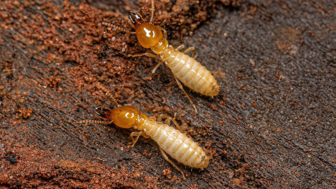 What Do Termites Look Like in 2025? A Complete Identification Guide