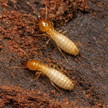 What Do Termites Look Like in 2025? A Complete Identification Guide