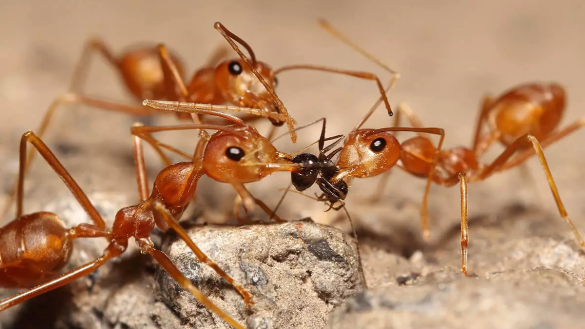 How to Get Rid of Termites in Brisbane Homes: The Complete Guide by RapidKil