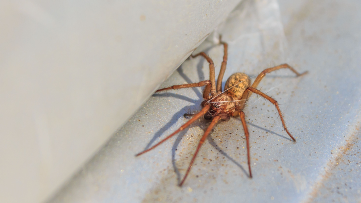 The 5 Most Dangerous Spiders in Australia You Should Know About