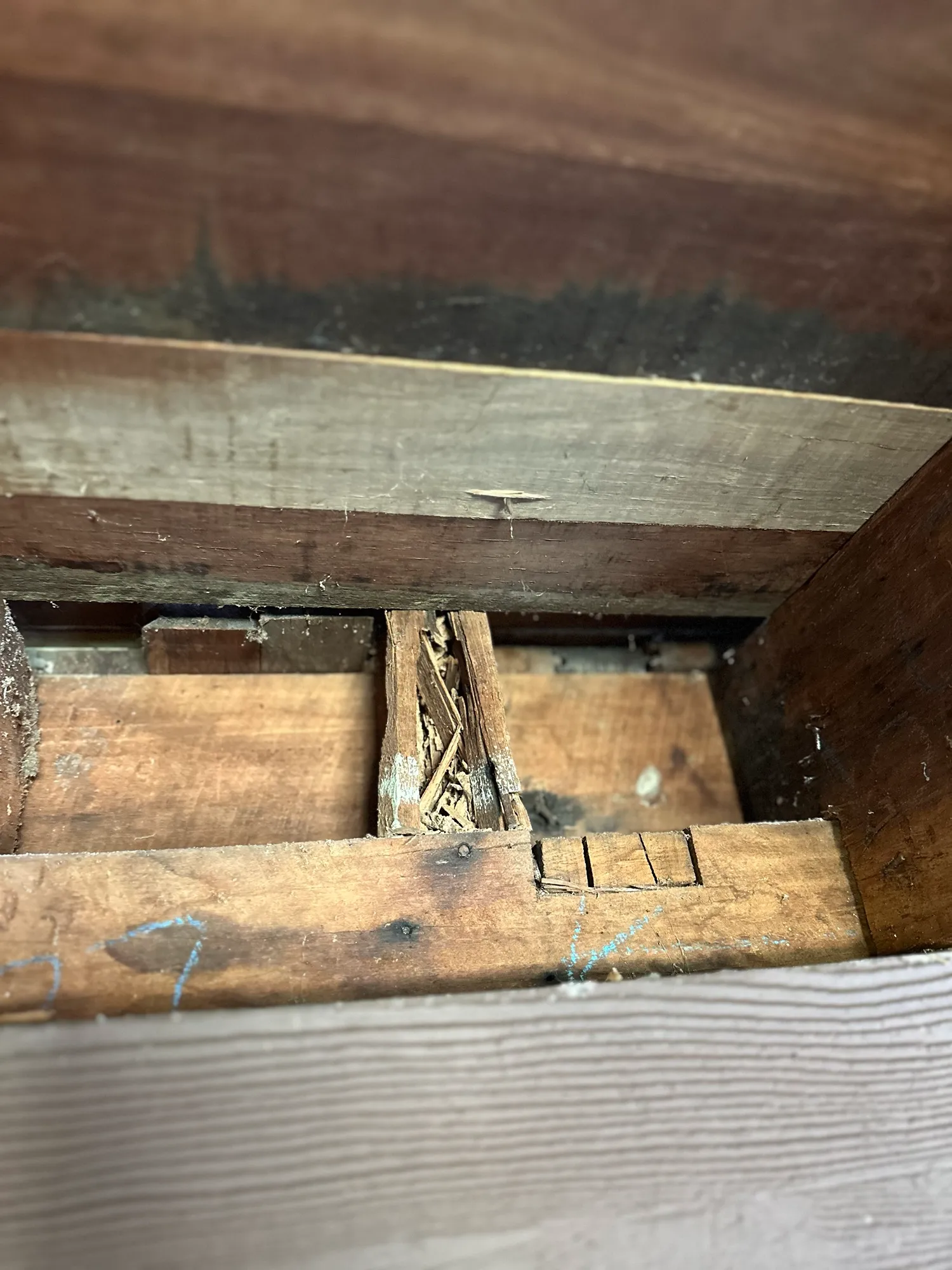 How Much Does It Cost for Pest Control? A 2025 Comprehensive Guide