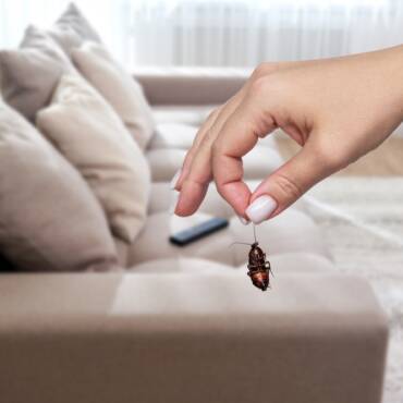 Who is Responsible for End of Lease Pest Control in Brisbane?