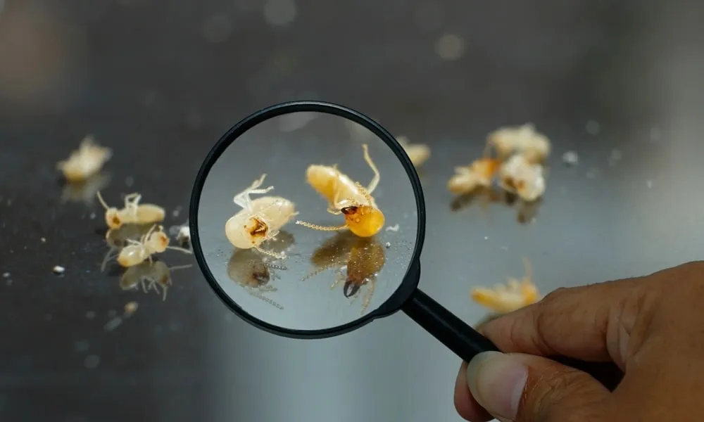 Pest control technician performing termite inspection in Hillcrest home