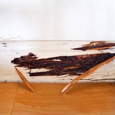 How to Manage Termites Before They Destroy Your Home