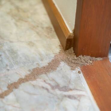 How to Get Rid of Termites in Browns Plains: Your Comprehensive Guide