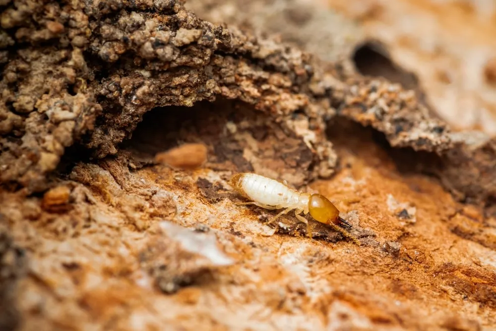 termite inspection