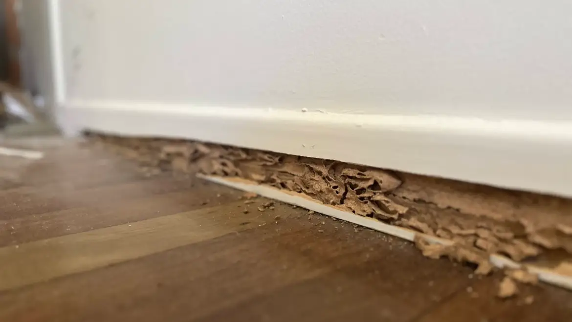 Effective Pest Control Strategies for Brisbane Homes and Businesses