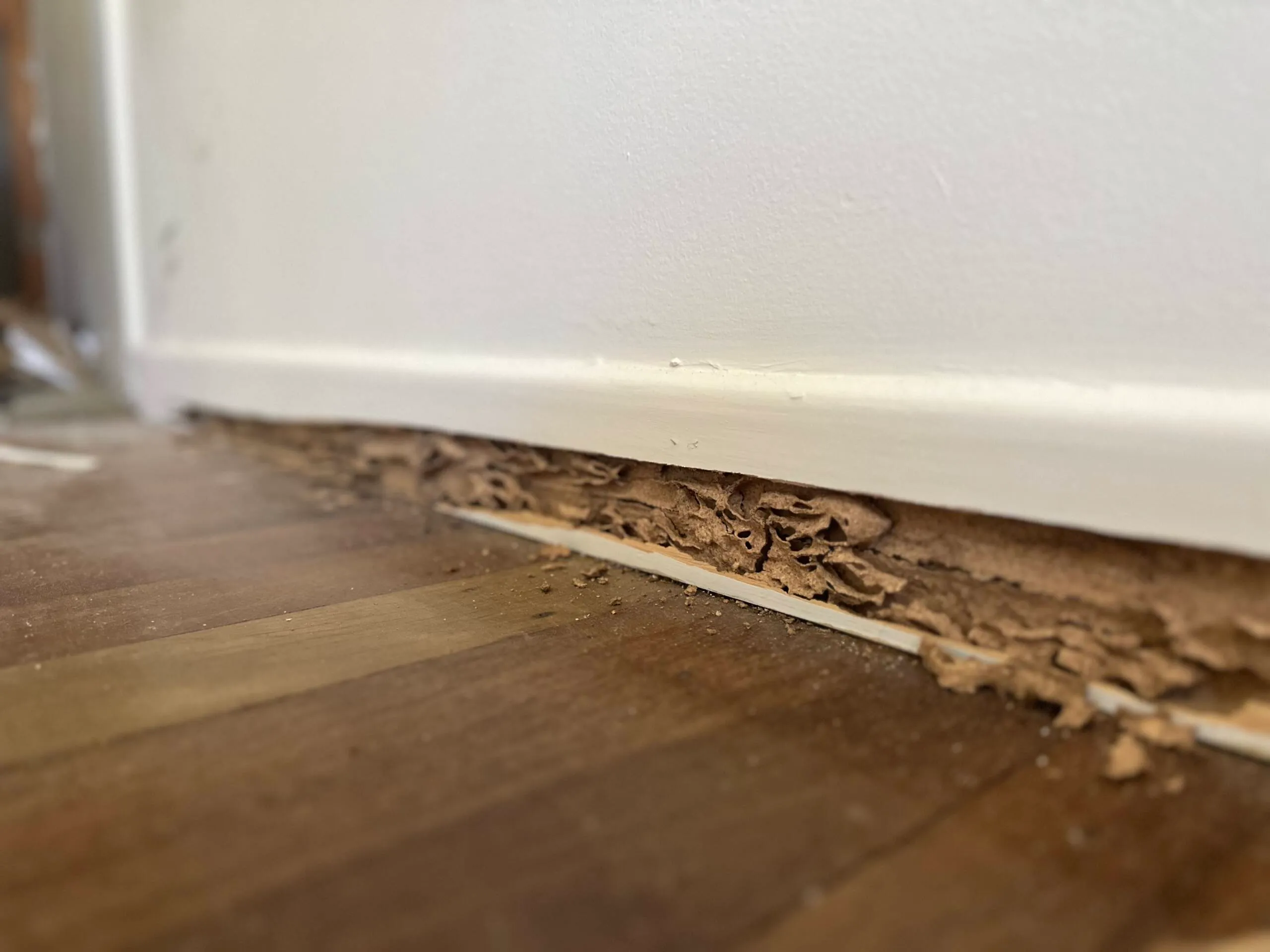 termite control