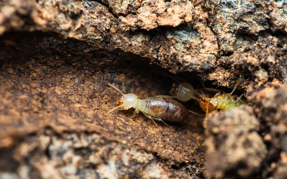 Termite pest control professional inspecting a home for termites.