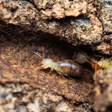 Is Pest Control Good for Termite Control? Here’s Everything You Need to Know