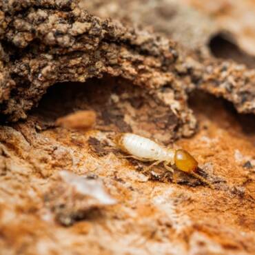 What Do Termites Look Like in Brisbane and Surrounding Areas?