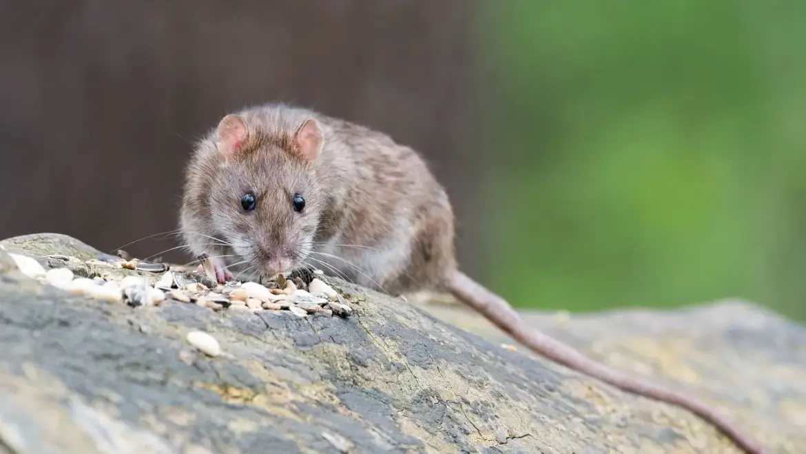 Protect Your Home from Rodents: Expert Pest Control Tips for Residents in Regents Park, Browns Plains, and Surrounding Areas