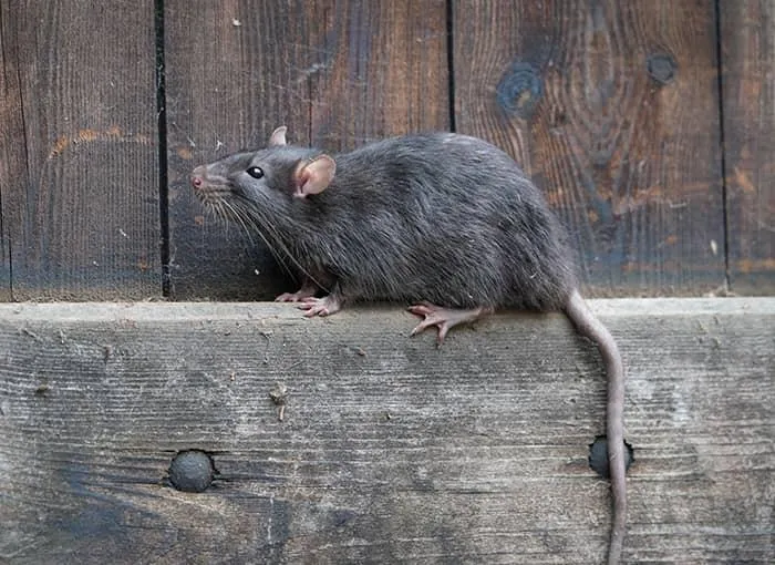 Effective German Cockroach & Rodent Control in Regents Park