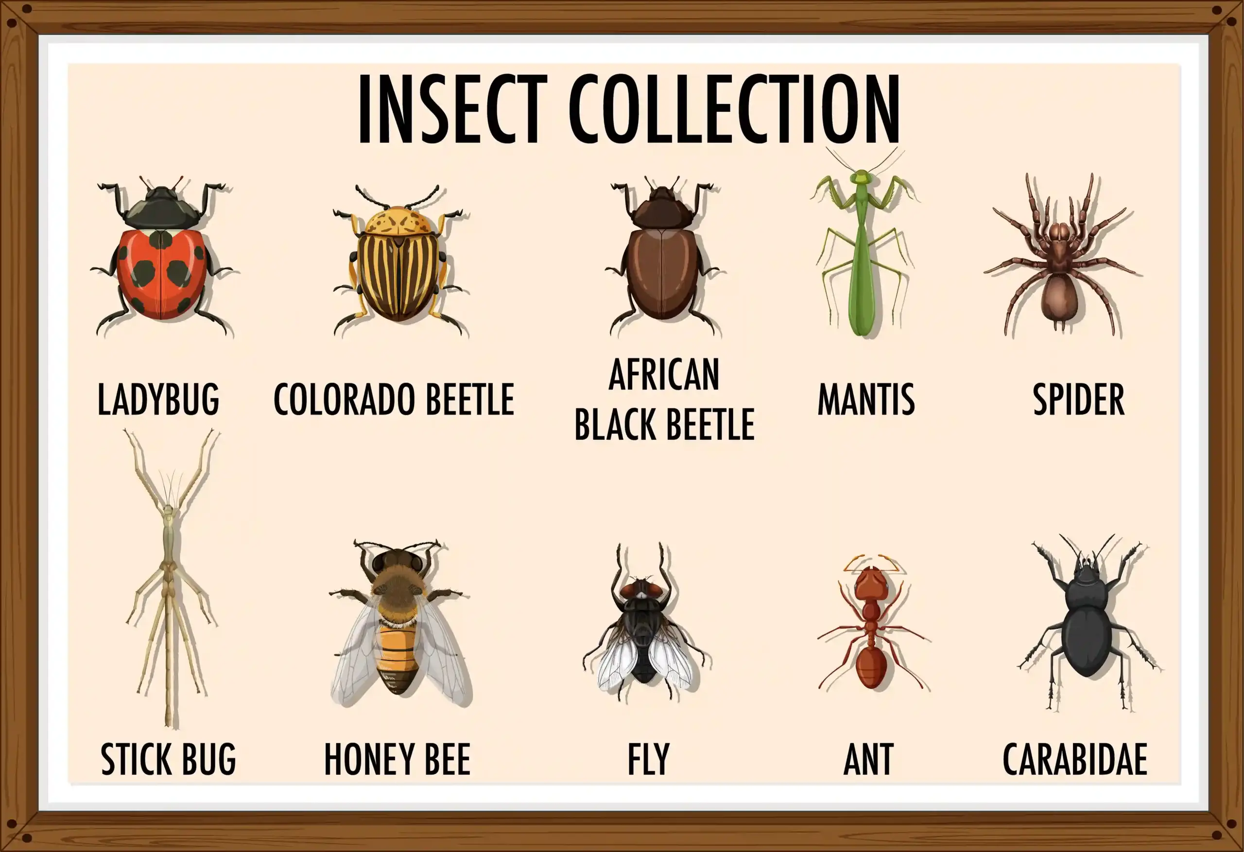 Residential-Pest-Service