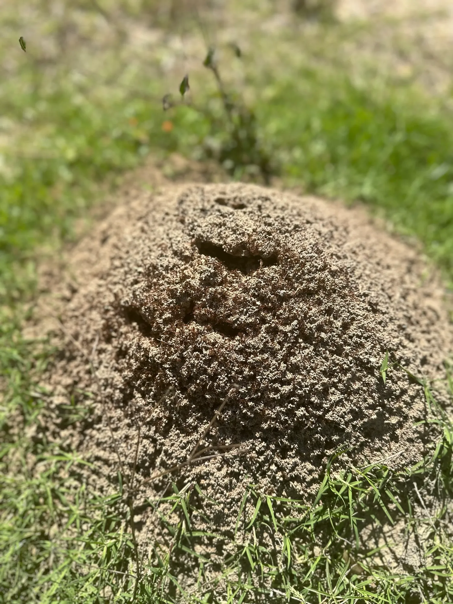 pest control