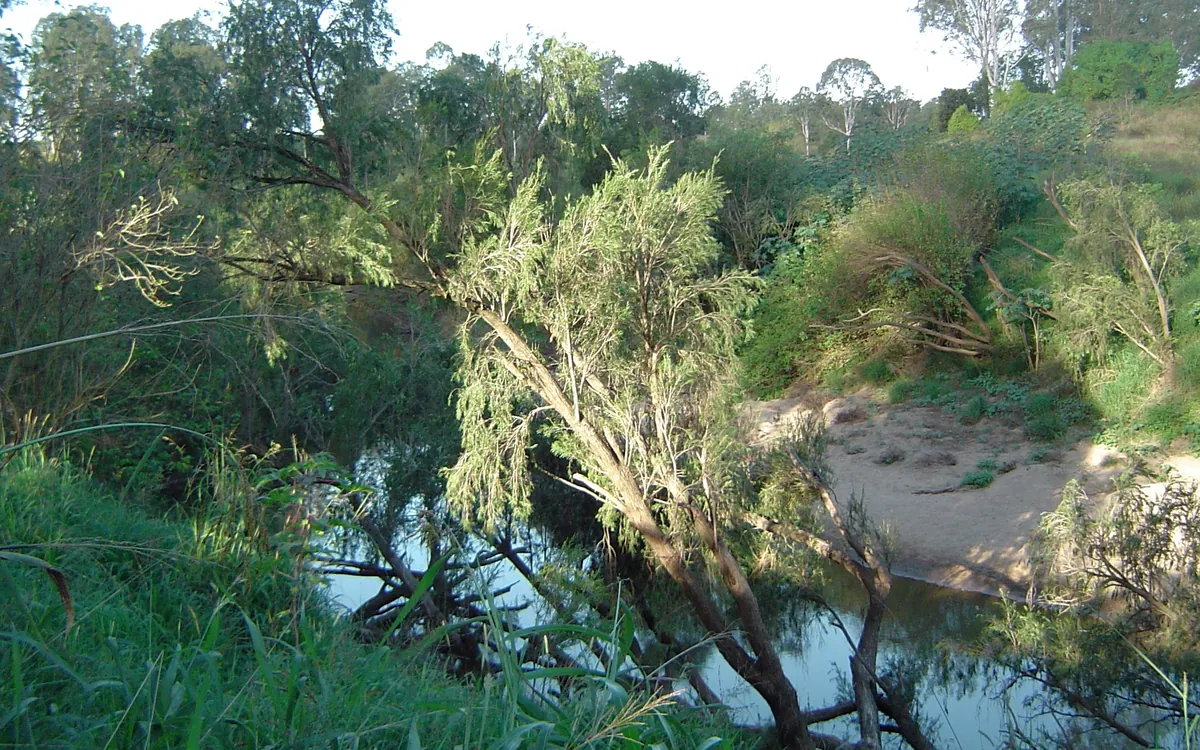 The Logan River at Gieseman Park in Munruben